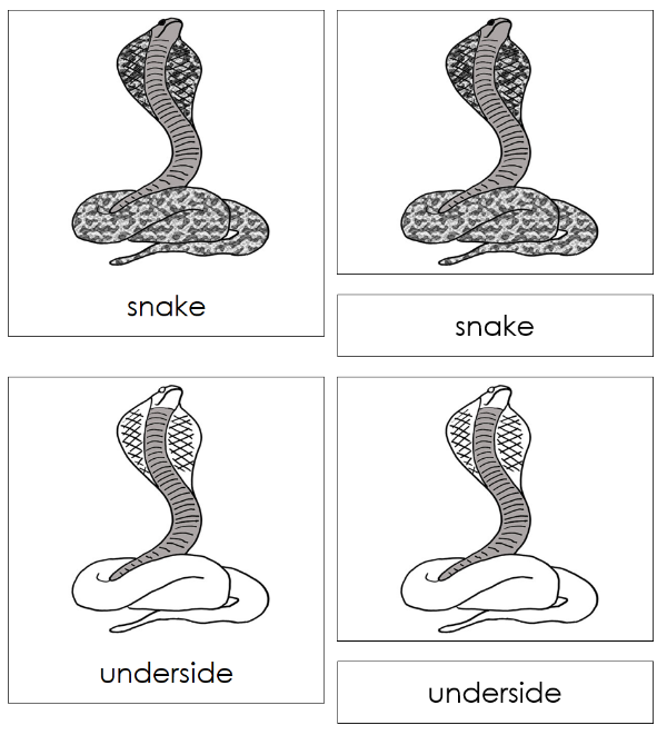 Parts of a Snake 3-Part Nomenclature Cards - Montessori Print Shop Digital Download