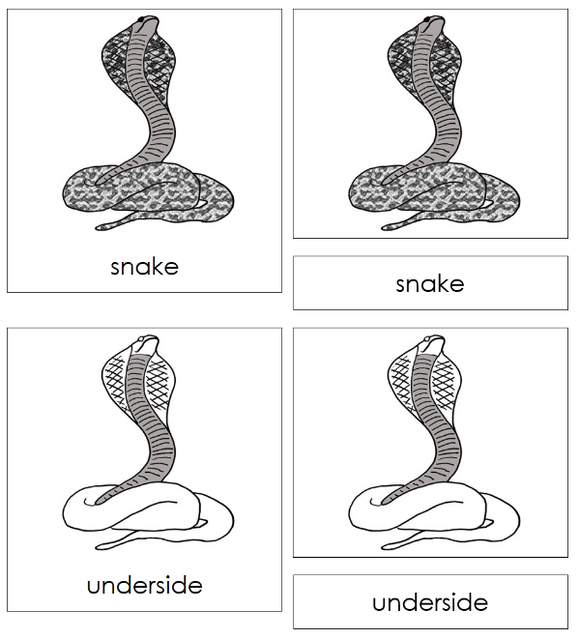 Parts of a Snake 3-Part Nomenclature Cards - Montessori Print Shop Digital Download
