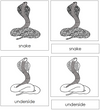 Snake Nomenclature 3-Part Cards - Montessori Print Shop