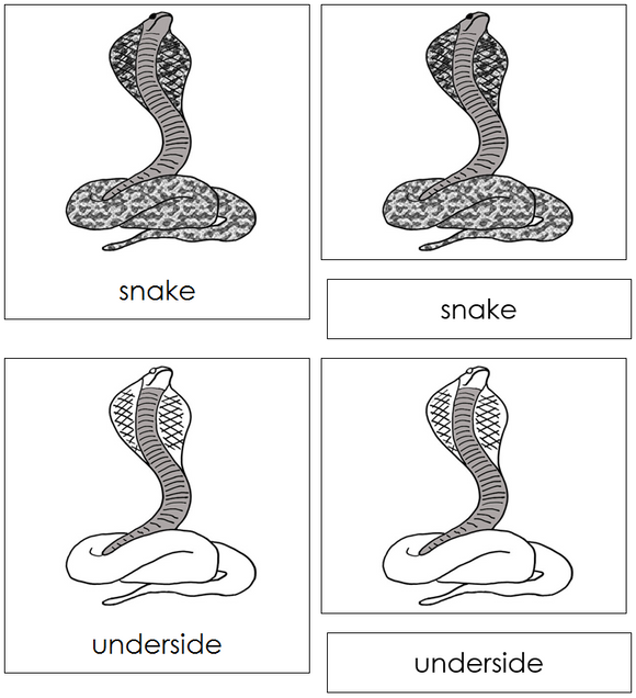 Snake Nomenclature Cards - Montessori Print Shop