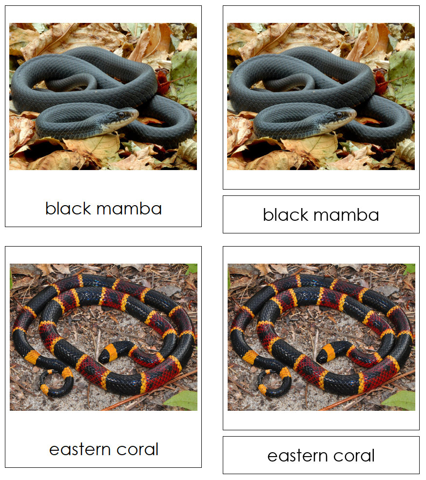 Types of Snakes-Part Cards - Montessori Print Shop Digital Download