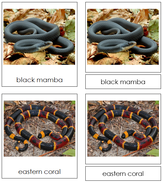 Snake Cards - Montessori Print Shop