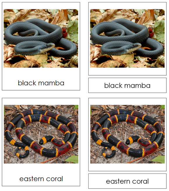 Types of Snakes-Part Cards - Montessori Print Shop Digital Download