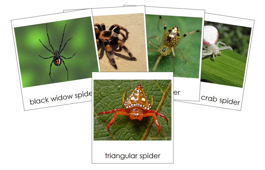 Types of Spiders 3-Part Cards - Montessori Print Shop Digital Download