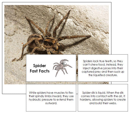 Spider Fast Facts & Pictures - Montessori Print Shop