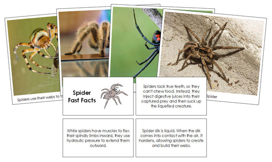 Spider Fast Facts & Pictures - Montessori Print Shop