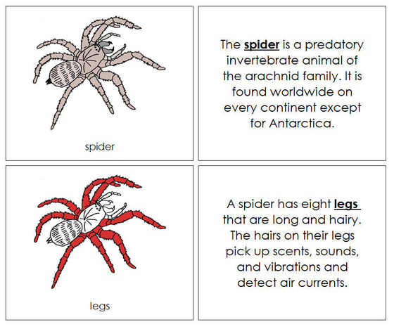 Parts of a Spider Nomenclature Book (red) - Montessori Print Shop