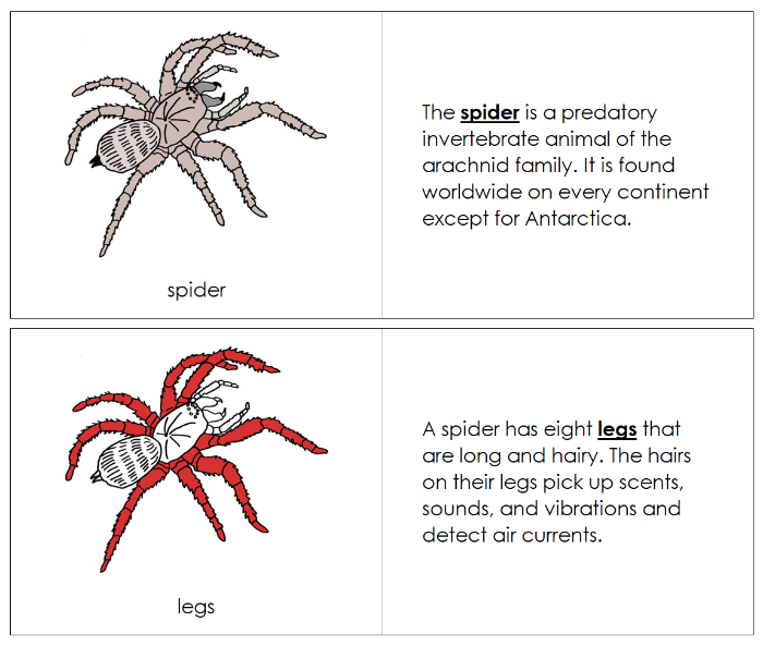 Parts of a Spider Nomenclature Book (red) - Montessori Print Shop Digital Download