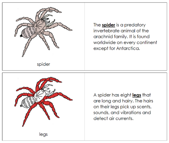 Parts of a Spider Nomenclature Book (red) - Montessori Print Shop Digital Download