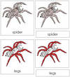 Spider Nomenclature 3-Part Cards (red) - Montessori Print Shop