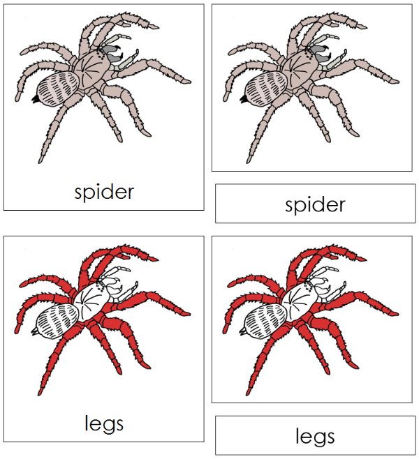 Parts of a Spider 3-Part Nomenclature Cards (red) - Montessori Print Shop Digital Download