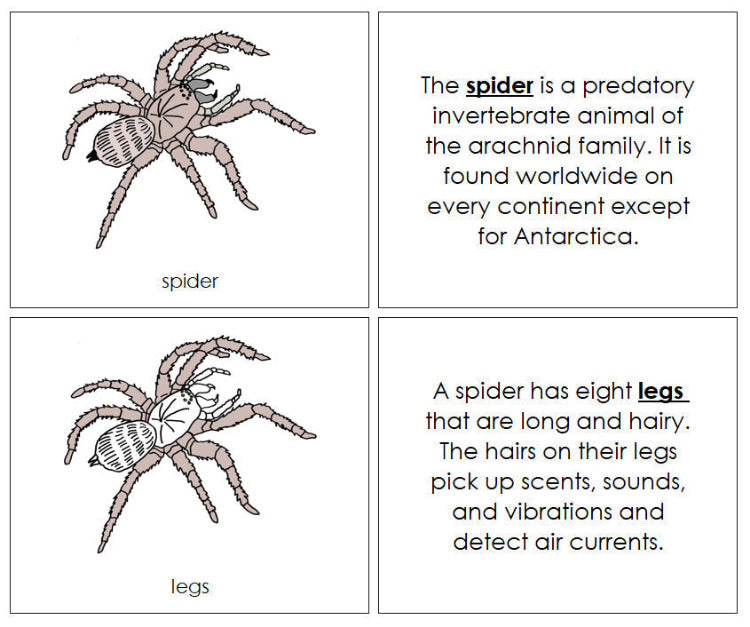 Parts of a Spider Nomenclature Book - Montessori Print Shop Digital Download