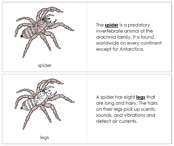 Parts of a Spider Nomenclature Book - Montessori Print Shop Digital Download