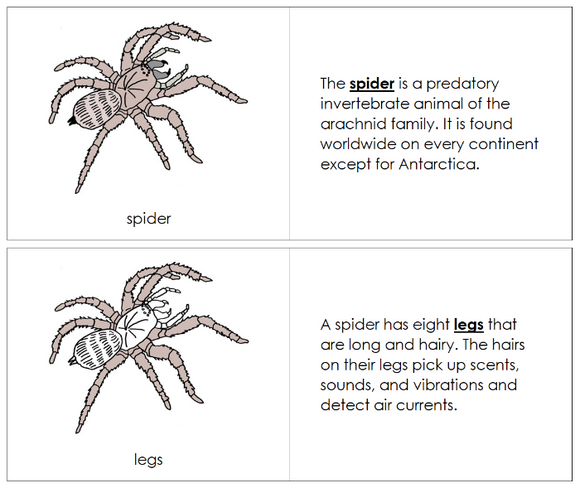 Parts of a Spider Nomenclature Book - Montessori Print Shop Digital Download