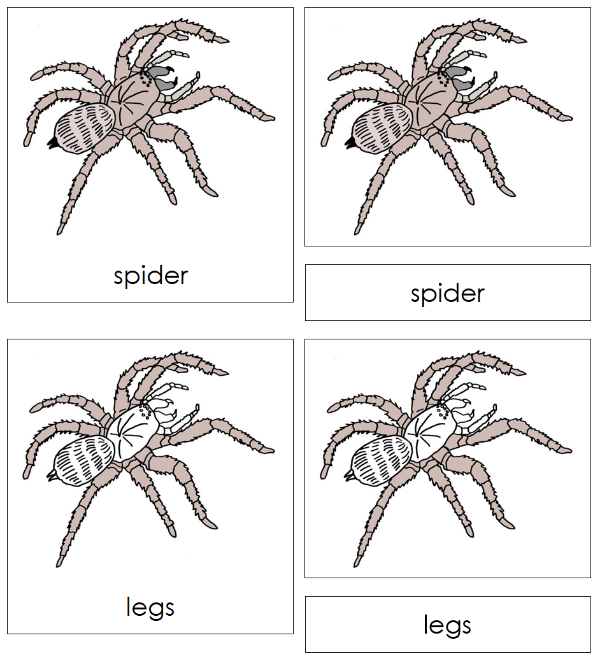 Parts of a Spider 3-Part Nomenclature Cards - Montessori Print Shop Digital Download