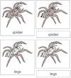 Spider Nomenclature 3-Part Cards - Montessori Print Shop