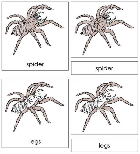 Parts of a Spider 3-Part Nomenclature Cards - Montessori Print Shop Digital Download