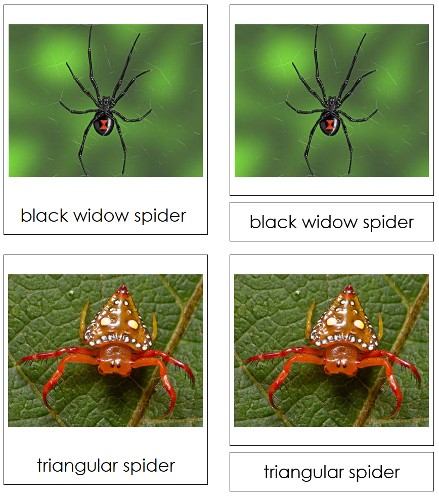 Types of Spiders 3-Part Cards - Montessori Print Shop Digital Download