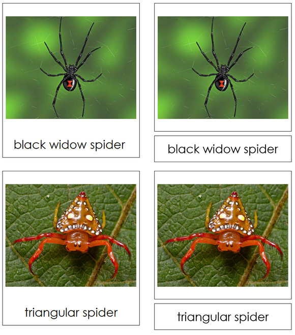 Types of Spiders 3-Part Cards - Montessori Print Shop Digital Download