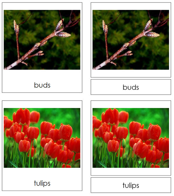 Types of Spring Season Images 3-Part Cards - Montessori Print Shop Digital Download