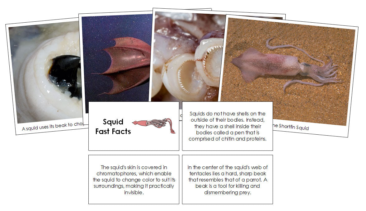Squid Fast Facts & Pictures - Montessori Print Shop Digital Download