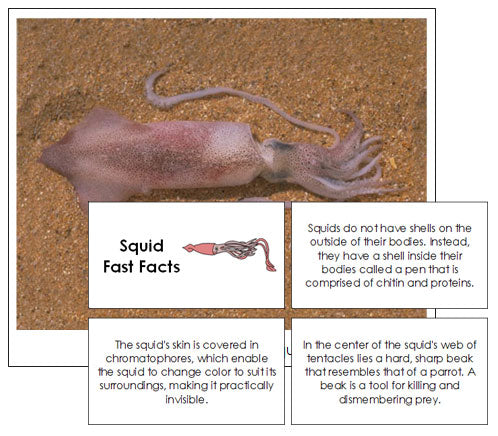 Squid Fast Facts & Pictures - Montessori Print Shop