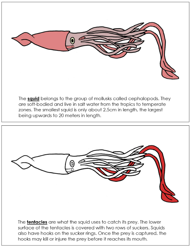 Parts of a Squid Nomenclature Book (red) - Montessori Print Shop Digital Download