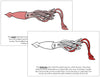 Parts of a Squid Nomenclature Book (red) - Montessori Print Shop