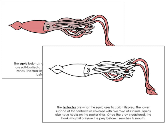 Parts of a Squid Nomenclature Book - Montessori Print Shop