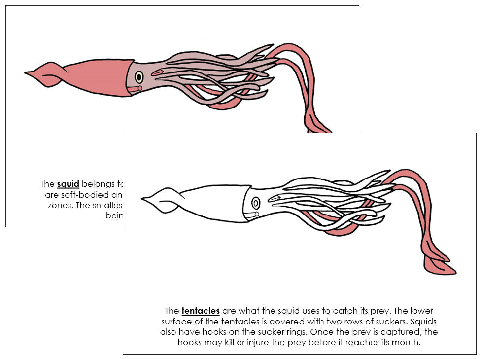 Parts of a Squid Nomenclature Book - Montessori Print Shop