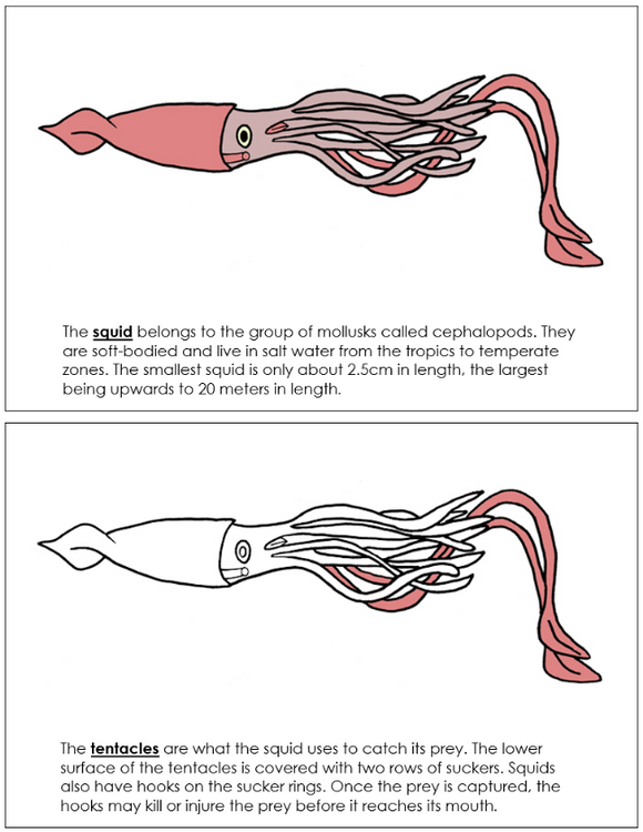 Parts of a Squid Nomenclature Book - Montessori Print Shop Digital Download