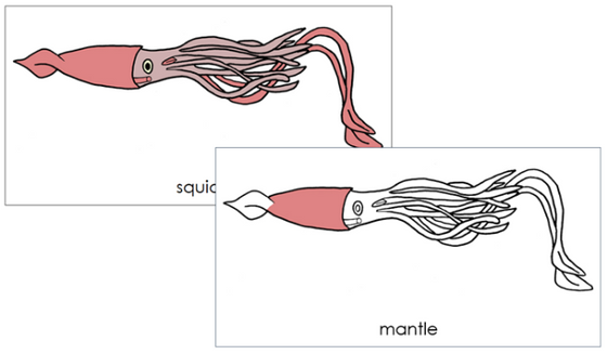 Parts of a Squid 3-Part Nomenclature Cards - Montessori Print Shop Digital Download