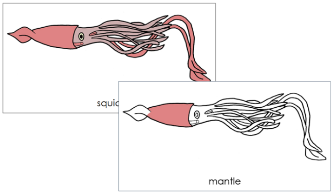 Parts of a Squid 3-Part Nomenclature Cards - Montessori Print Shop Digital Download