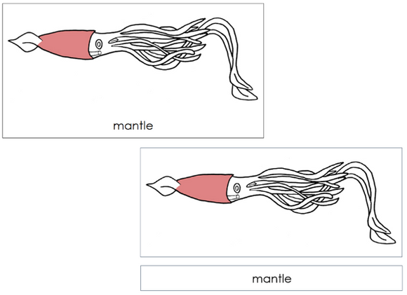 Parts of a Squid 3-Part Nomenclature Cards - Montessori Print Shop Digital Download