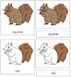 Squirrel Nomenclature 3-Part Cards - Montessori Print Shop