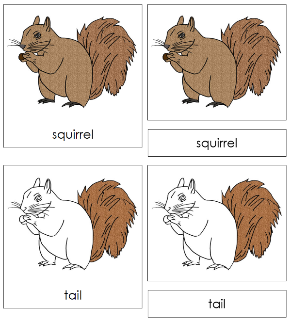 Parts of a Squirrel 3-Part Nomenclature Cards - Montessori Print Shop Digital Download