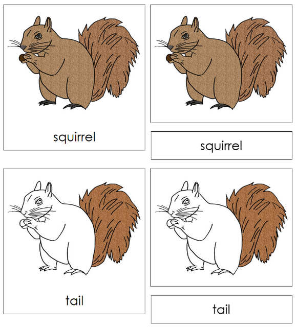 Parts of a Squirrel 3-Part Nomenclature Cards - Montessori Print Shop Digital Download