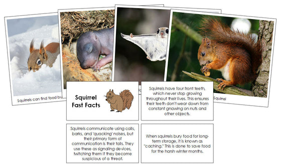 Squirrel Fast Facts & Pictures - Montessori Print Shop Digital Download