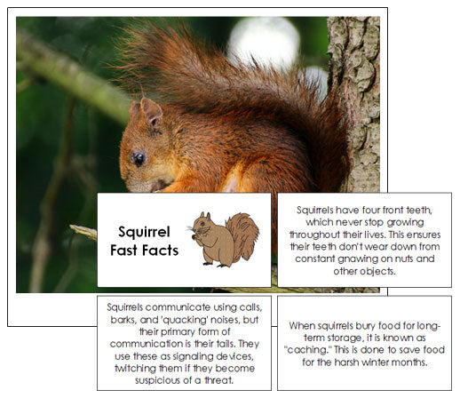 Squirrel Fast Facts & Pictures - Montessori Print Shop