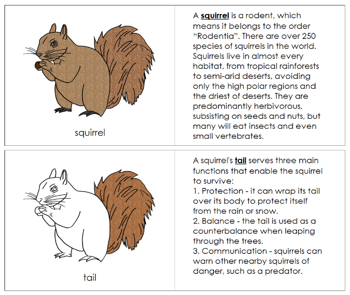 Parts of a Squirrel Nomenclature Book - Montessori Print Shop Digital Download