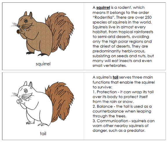 Parts of a Squirrel Nomenclature Book - Montessori Print Shop Digital Download