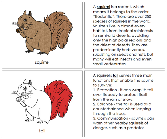 Parts of a Squirrel Nomenclature Book (red) - Montessori Print Shop Digital Download
