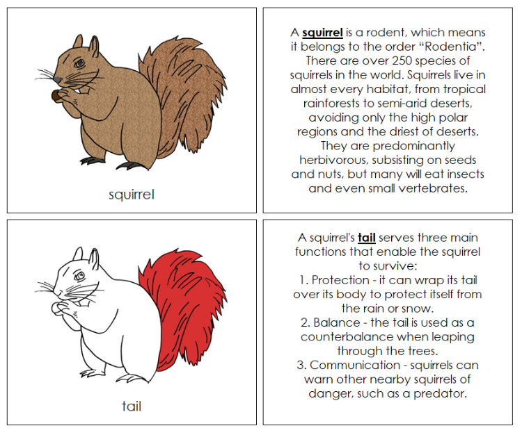 Parts of a Squirrel Nomenclature Book (red) - Montessori Print Shop Digital Download