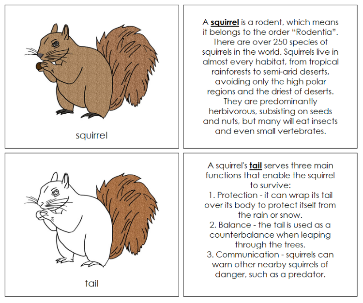 Parts of a Squirrel Nomenclature Book - Montessori Print Shop Digital Download