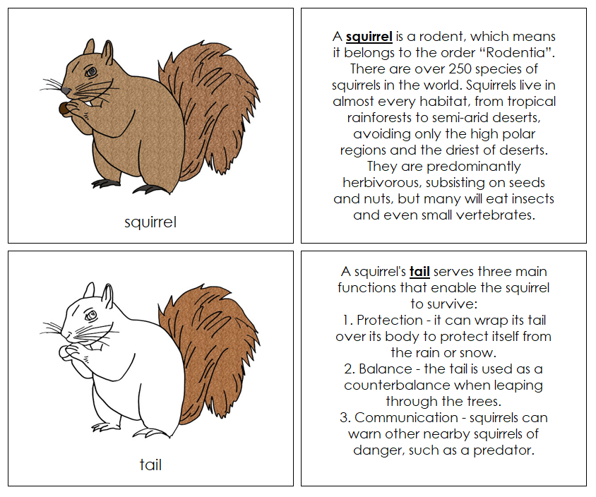 Parts of a Squirrel Nomenclature Book - Montessori Print Shop