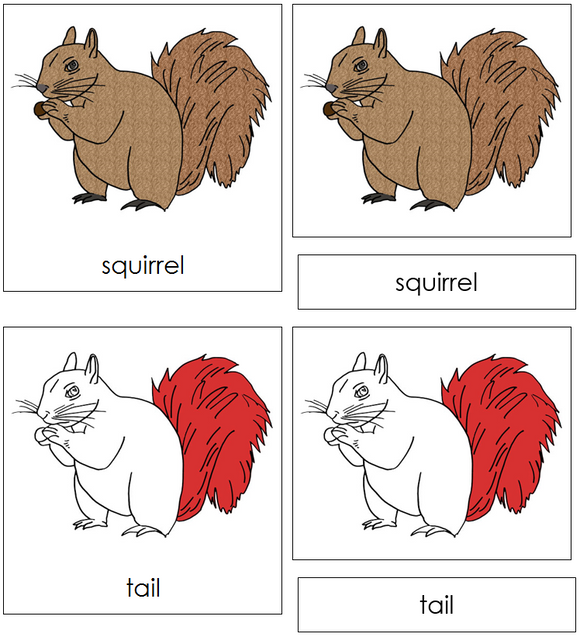 Squirrel Nomenclature Cards (red) - Montessori Print Shop