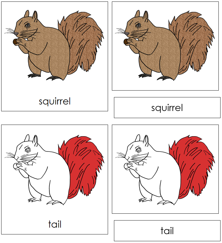 Squirrel Nomenclature 3-Part Cards (red) - Montessori Print Shop