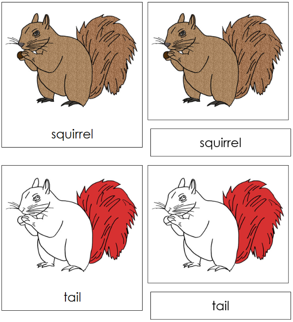 Parts of a Squirrel 3-Part Nomenclature Cards (red) - Montessori Print Shop Digital Download