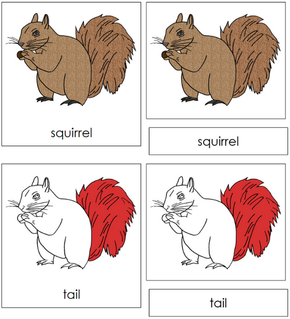 Parts of a Squirrel 3-Part Nomenclature Cards (red) - Montessori Print Shop Digital Download