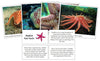 Starfish Fast Facts - Montessori Print Shop